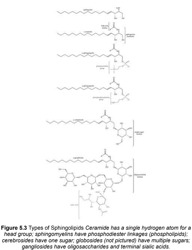 <p>have a sphingosine or sphingoid backbone; long-chain, nonpolar fatty acid tails and polar head groups, many but not all are phospholipids</p>
