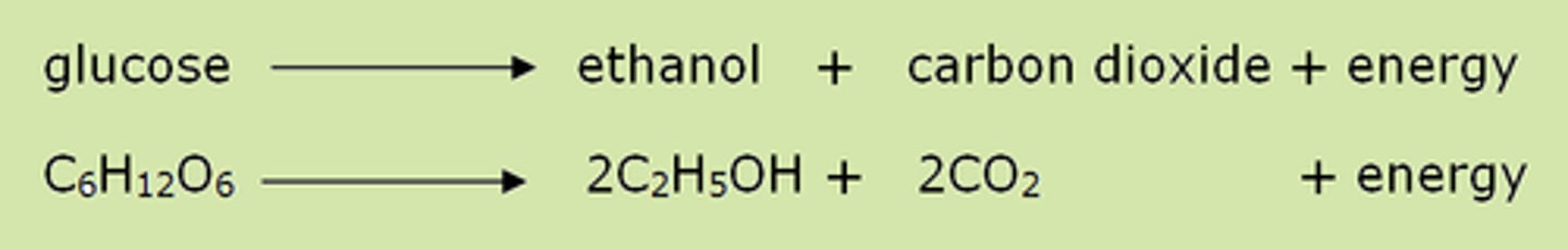 <p>C6H1206 > 2C2H5OH + 2CO2 + energy</p>