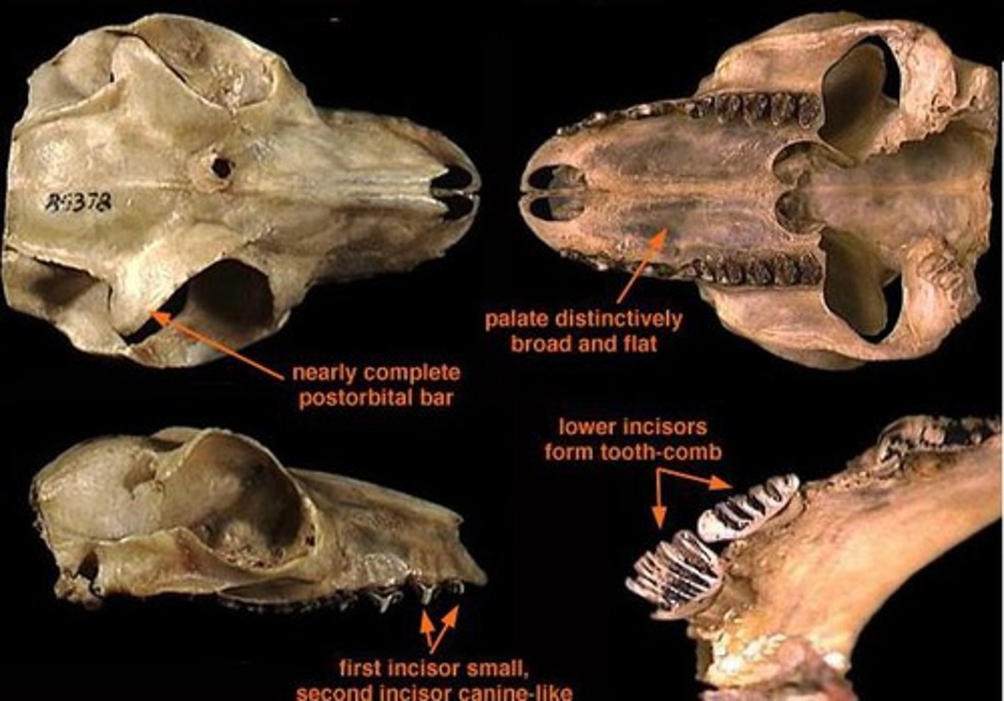 <p>What is the order and family?</p>