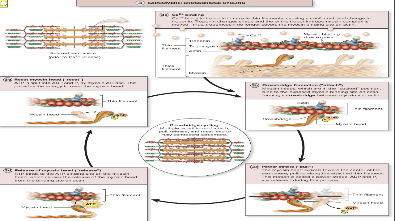 <p>At low intracellular Ca2+ concentration: (1)</p>