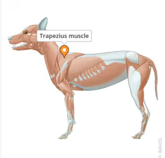 <p>Broad, thin, triangular muscle that lies superficially over the shoulder blade.  Consists of cervical and thoracic parts. Elevates the shoulder and draws the scapula up and towards the head and up and towards the tail.  Starts in the middle of the neck at the 3rd cervical vertebrae (C3) and along the spine up to the 9th thoracic vertebrae (T9).</p>