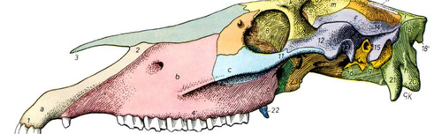 <p>What bone is yellow?</p>