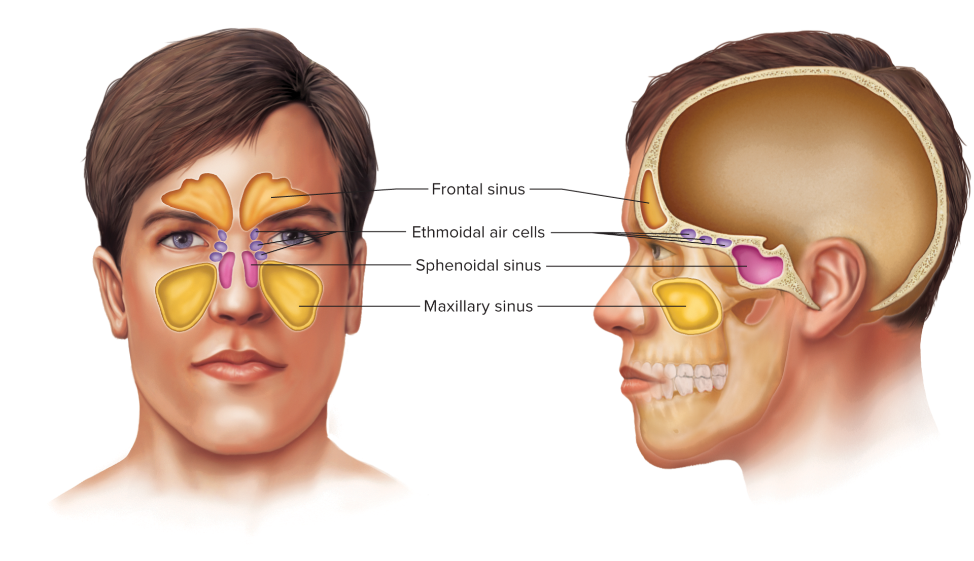 <p>air-filled cavities</p><p>lined with mucous membranes</p><p>connected by passageways to the nasal cavity</p><p>reduce skull’s weight</p><p>increase intensity of the voice</p>