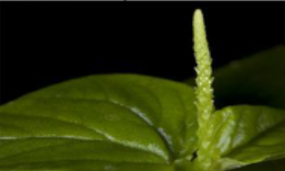 <p>type of inflorescence and name of plant</p>