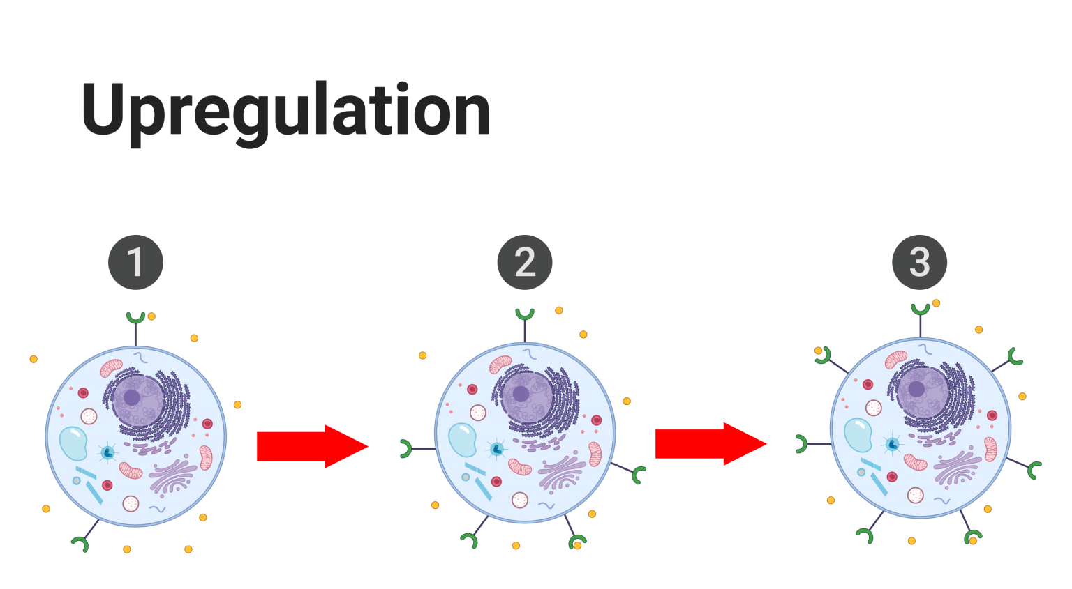 <p>Increase the number of cell receptors (more receptors for the hormone to bind to)</p><ul><li><p>lower concentration of hormone remains in blood plasma for enhancing hormone sensitivity and effectiveness. </p></li></ul><p>Often times good&nbsp;</p>