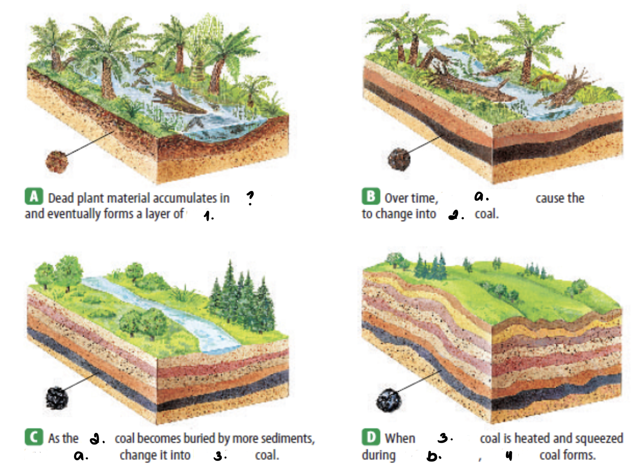 <p>• Formation of Coal</p>