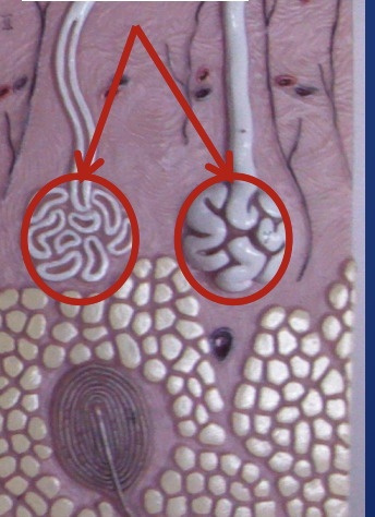 <p>hands, feet</p>