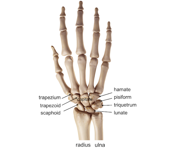 <p>Scaphoid, lunate, triquetrum, pisiform, trapezium, trapezoid, capitate, hamate</p>