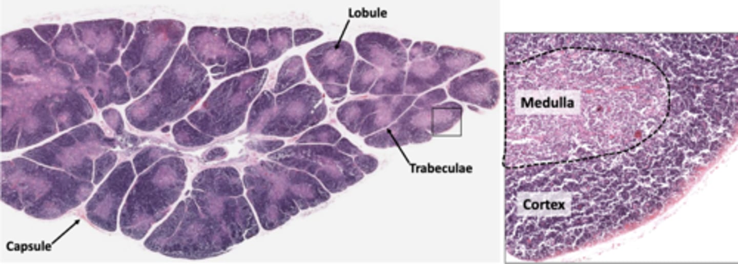 <p>thymus</p>