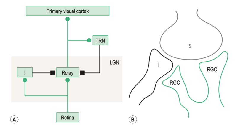 <p><strong>Triad </strong>of r<strong>etinal terminal synapses</strong>, <strong>relay cell dendrite</strong>, and a <strong>dendrite of an inhibitory interneuron</strong> </p><p>Retinal axons are the “<strong>drivers of the input</strong>” for 3 reasons: </p><ul><li><p>They <strong>terminate closer </strong>than other excitatory inputs <strong>to the axon hillock of relay cells</strong>. </p></li><li><p>They have <strong>much larger terminals.</strong> </p></li><li><p>They<strong> signal through fast ionotropic glutamate channel</strong>s located at these synaptic sites on LGN relay cell dendrites. </p></li></ul><p><strong>V1 cells </strong>get <strong>feedback </strong>from higher visual cortical areas, and these are<strong> very fast</strong> compared to slower messages arriving from the LGN to the cortex, thus i<strong>ntersecting continually</strong>, and <strong>adjusting </strong>messages from the retina <strong>continuously</strong>. (signal going out of LGN is slower)</p>