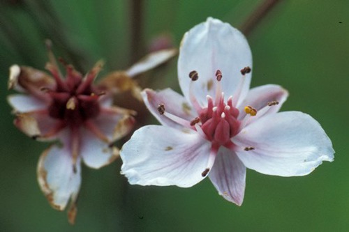 trimerous
broad leaves with branching veins
economically important