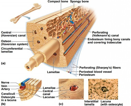 <p>Concentric rings of calcified matrix inside the bone that provide bone strength </p>