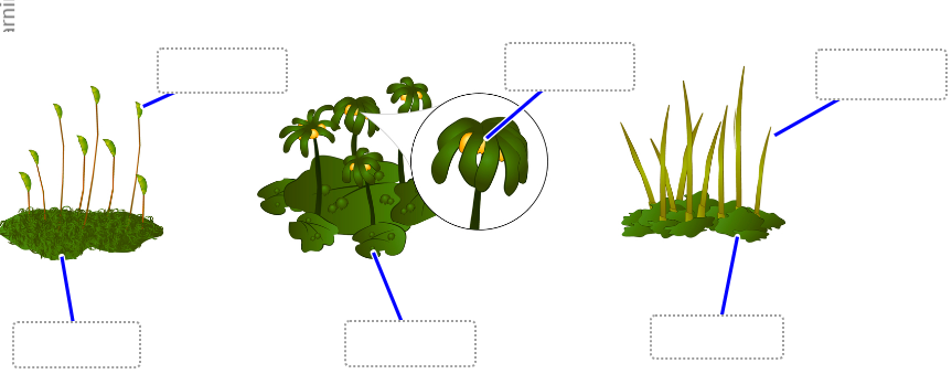<p>Label the what is the sporophyte vs the gametophyte of the 3 main Bryophytes</p>