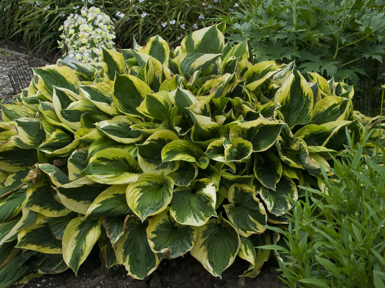 <p>Plantain Lily</p>