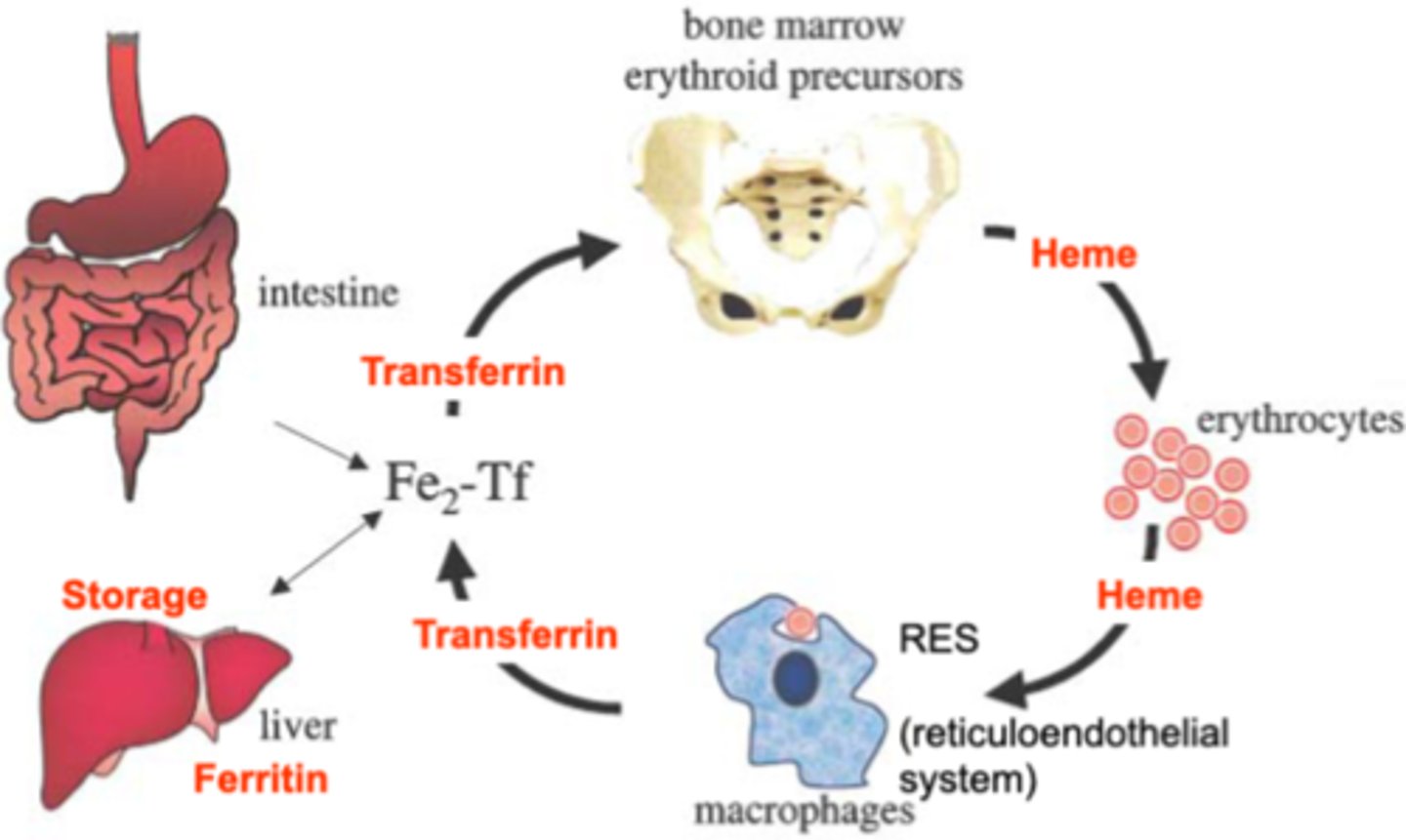 <p>Transferrin takes iron from storage/ferritin (Fe2+ form) in the liver/instestine<br><br>TF1 binds to bone marrow to make heme<br>Heme packages RBC (life of 120 days)<br>Heme->recycled, free iron to make transferrin<br><br>Heme portion goes to heme degredation cycle-><br>RES (redticuloendothelial system) in macrophages<br>makes biliverdin->bilirubin (B)<br>B->BG->Bile</p>