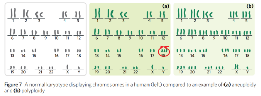 <ul><li><p><span style="font-family: Nunito, sans-serif">Can cause genomes to <mark data-color="blue" style="background-color: blue; color: inherit">gain or lose a chromosome</mark> or in extreme cases, entire sets of chromosomes</span></p><ul><li><p><span style="font-family: Nunito, sans-serif">Referred to aneuploidy and polyploid</span></p></li></ul></li><li><p><span style="font-family: Nunito, sans-serif"><strong>Aneuploidy </strong>- a chromosomal abnormality in which an organism possesses an incorrect number of <mark data-color="blue" style="background-color: blue; color: inherit">total chromosomes</mark> caused by the <mark data-color="blue" style="background-color: blue; color: inherit">addition or loss of an individual chromosome</mark></span></p></li><li><p><span style="font-family: Nunito, sans-serif"><strong>Polyploidy </strong>- to a chromosomal abnormality in which an organism has an incorrect <mark data-color="blue" style="background-color: blue; color: inherit">number of sets of each chromosome -</mark> there is an<mark data-color="blue" style="background-color: blue; color: inherit"> </mark>entire set of chromosomes added or missing</span></p></li></ul><p></p>