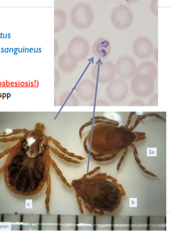 <p>babesia spp</p><ul><li><p>b.canis = dermacentor reticulatus</p></li><li><p>b.canis(vogeli) = rhipicephalus sanguineus </p></li><li><p>Ia = I ricinus - not a vector of canine babesiosis</p></li><li><p>Ib = R. sangineus </p></li><li><p>Ic = dermacentor spp</p></li></ul><p></p>