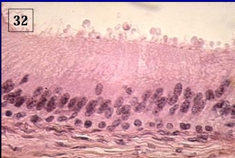 <p>Identify the structure:</p><p>Specie:</p>