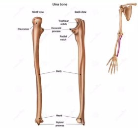 <ul><li><p>connects to the radius </p></li><li><p>skinnier of the two </p></li><li><p>ulna has a “top notch” that looks like a roblox hand </p></li></ul><p></p>