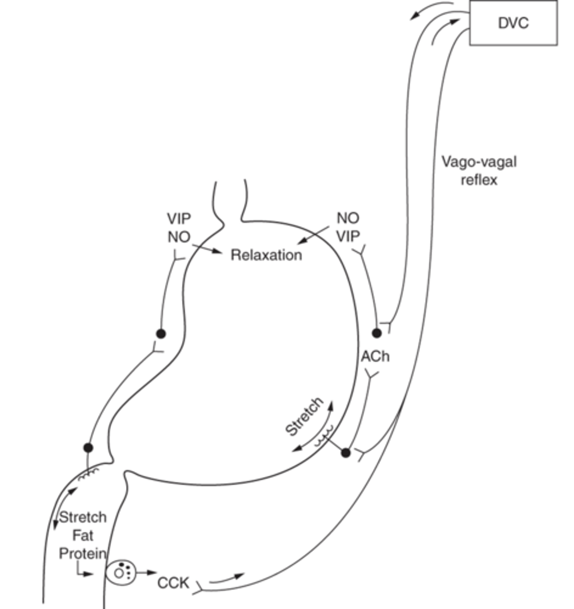 <p>intrinsic and vagovagal reflexes involved in receptive relaxation of the stomach:</p>