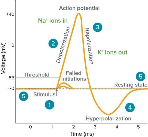 <p>Rising Phase (Depolarization)</p>