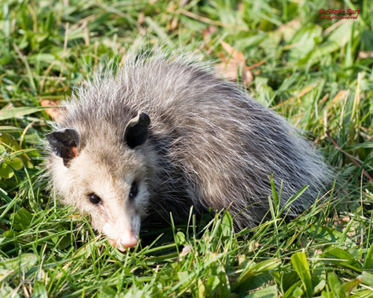 <p>Virginia opossum</p>