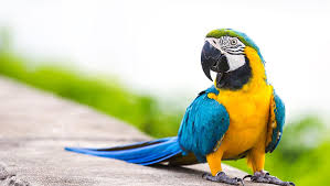 <p>parrot</p>