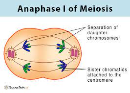 * spindle fibres pull each chromosome to the pole, separating them
