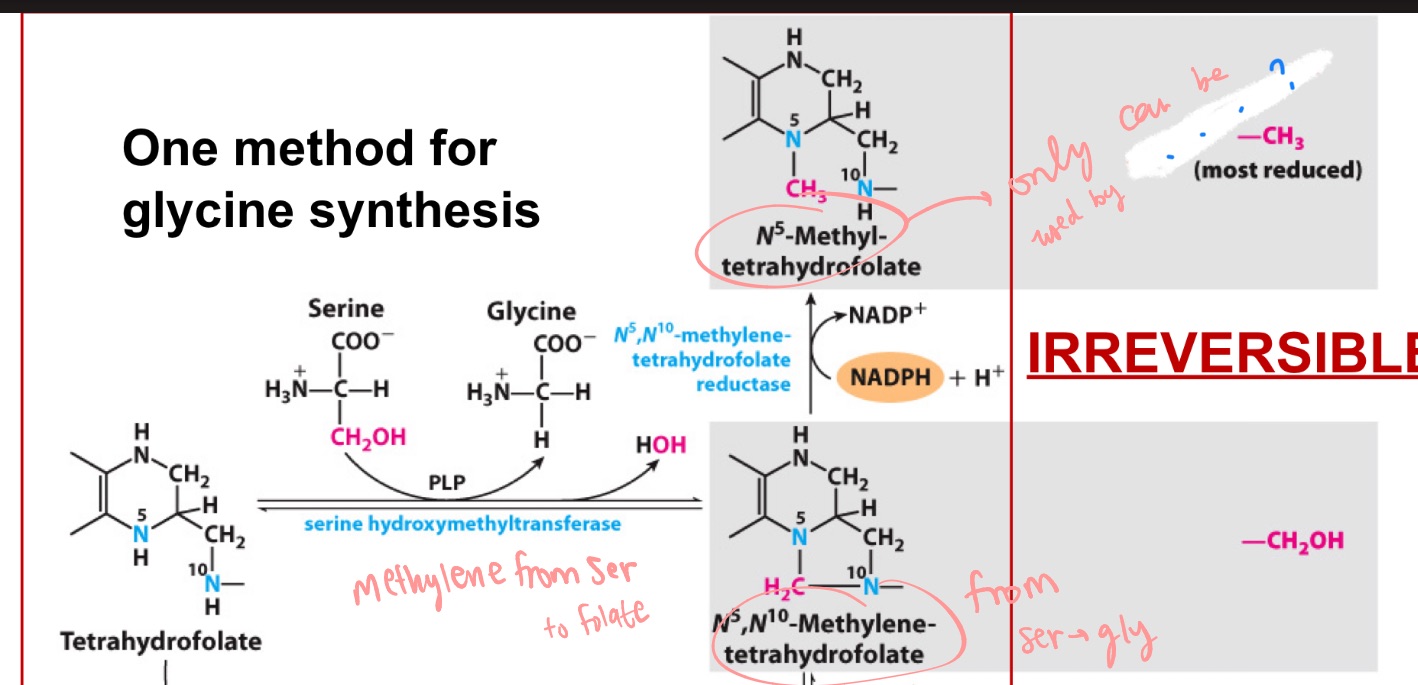 <p>N5-methyltetrahydrofolate can only be used by which enzyme?</p>