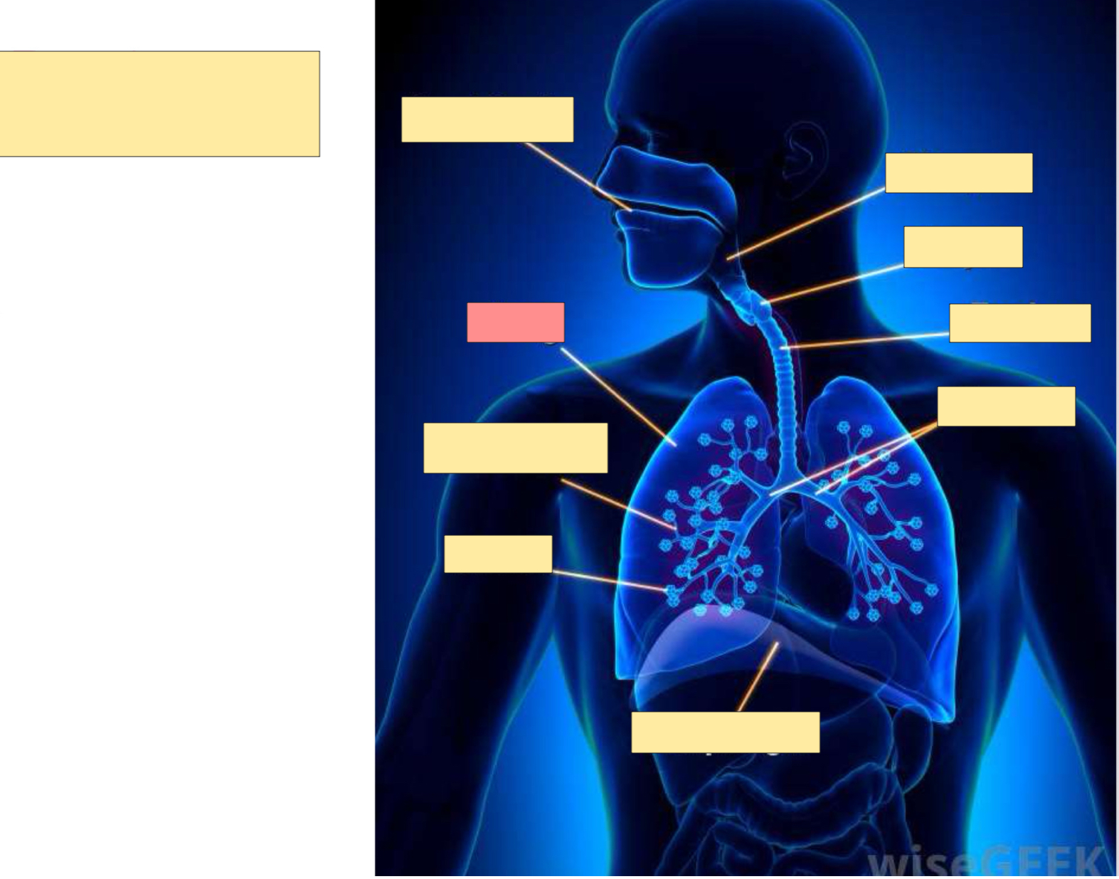 <p>What is this organ? </p>