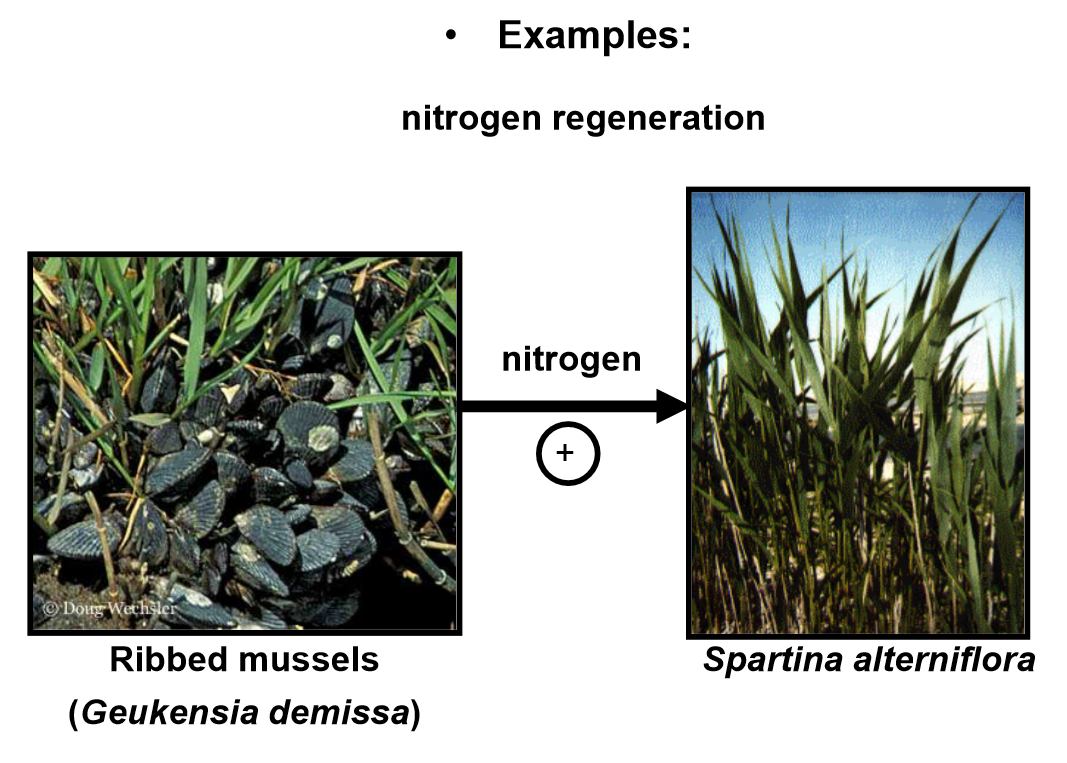 <p>One participant gains from the relationship (0, +)</p><p></p><p>Examples:  </p><ul><li><p>ribbed mussels filter feed and expel detritus (unwanted matter) that acts as a source of nitrogen for saltwater plants</p></li><li><p>palatable seaweeds are protected from consumption when associated with unpalatable seaweeds </p></li></ul><p></p>