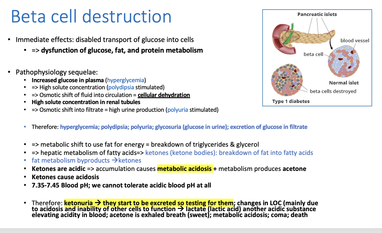 <p><strong>Breakdown of triglycerides and fats because the CELLs cannot use glucose despite in being in bloodstream ==&gt; leads to ketones as a byproduct</strong></p><p></p><p></p><p></p><p></p><p>a metabolic shift to use fat for energy = so <span style="color: rgb(201, 76, 9);"><strong>breakdown of triglycerides and glycerol</strong></span></p><p><mark>&gt; hepatic (liver) metabolism of fatty acids</mark> &gt; ketones (ketone bodies are produced)&nbsp; because of fat metabolism&nbsp;</p>