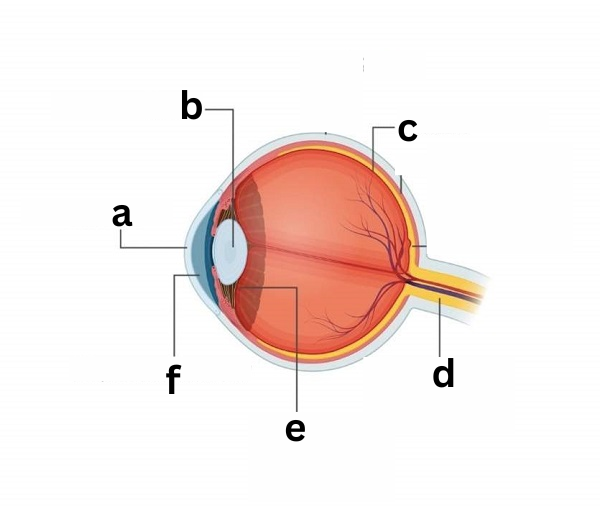 <p><span style="color: rgb(0, 0, 0);"><span>Label This Image</span></span></p><p><span style="color: rgb(0, 0, 0);"><em><span>The Eye</span></em></span></p>
