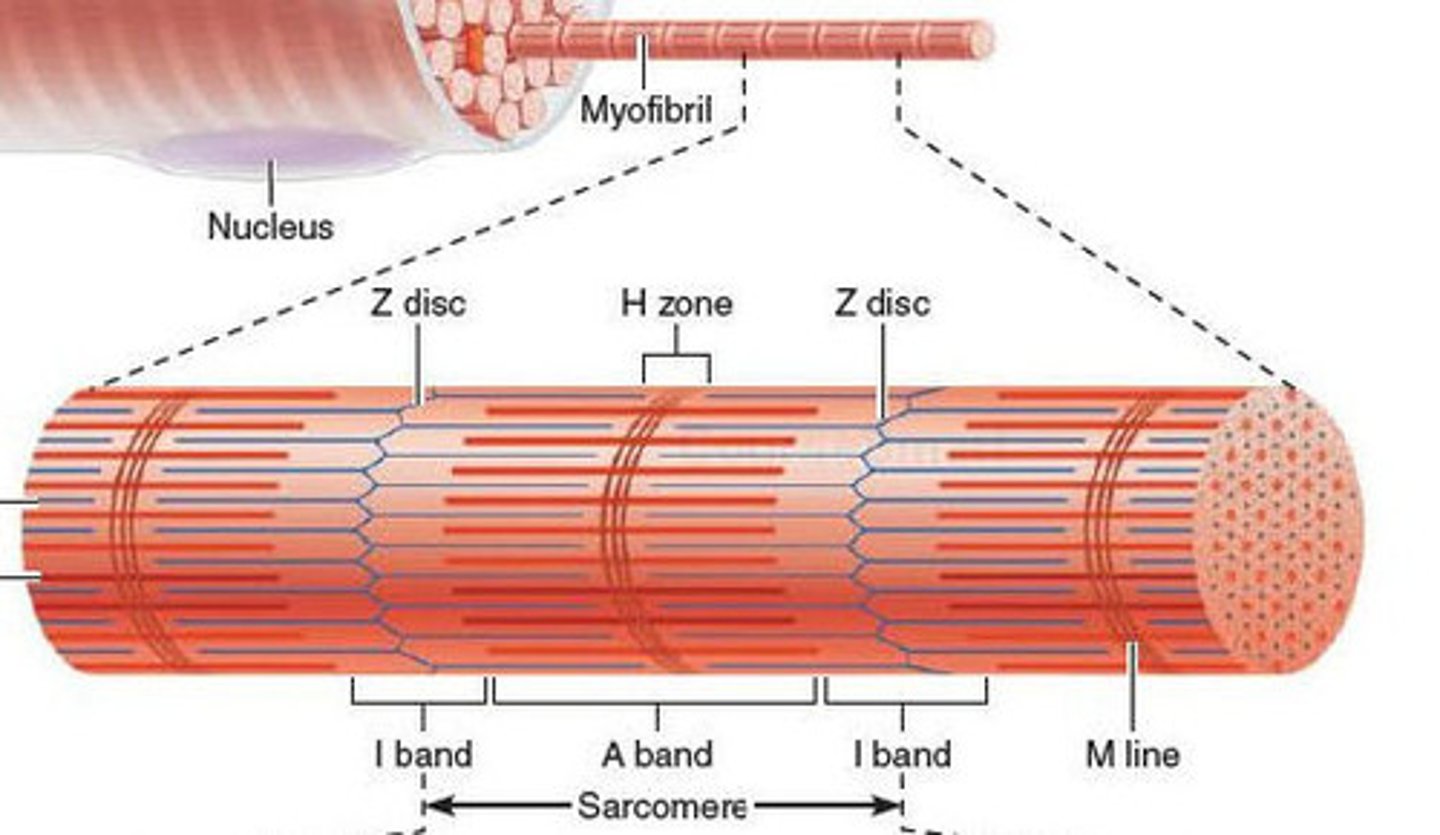 <p>THE UNIT OF CONTRACTION IN A MUSCLE FIBER; repeating unit of myofilaments like actin and myosin</p>