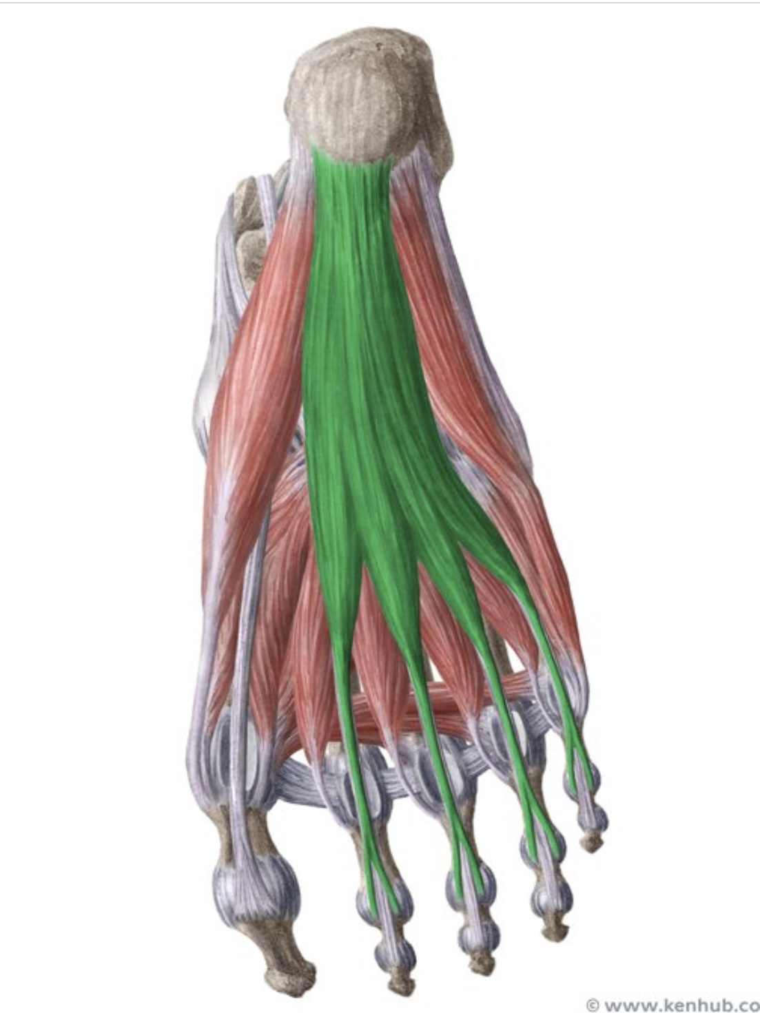 knowt flashcard image