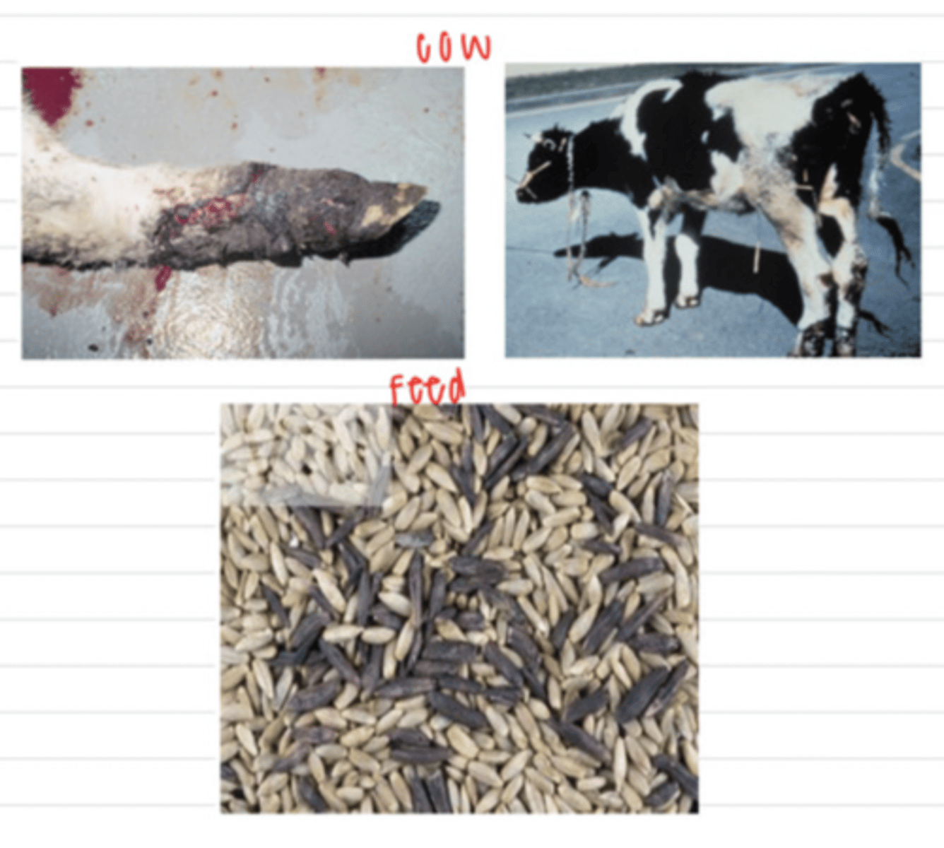 <p>a cow comes to the vet with red, swollen, gangrene on its extremities. the farmer says it has been eating this feed:</p><p>what is the diagnosis?</p>