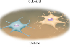 <p>Stellate star shaped cell</p>