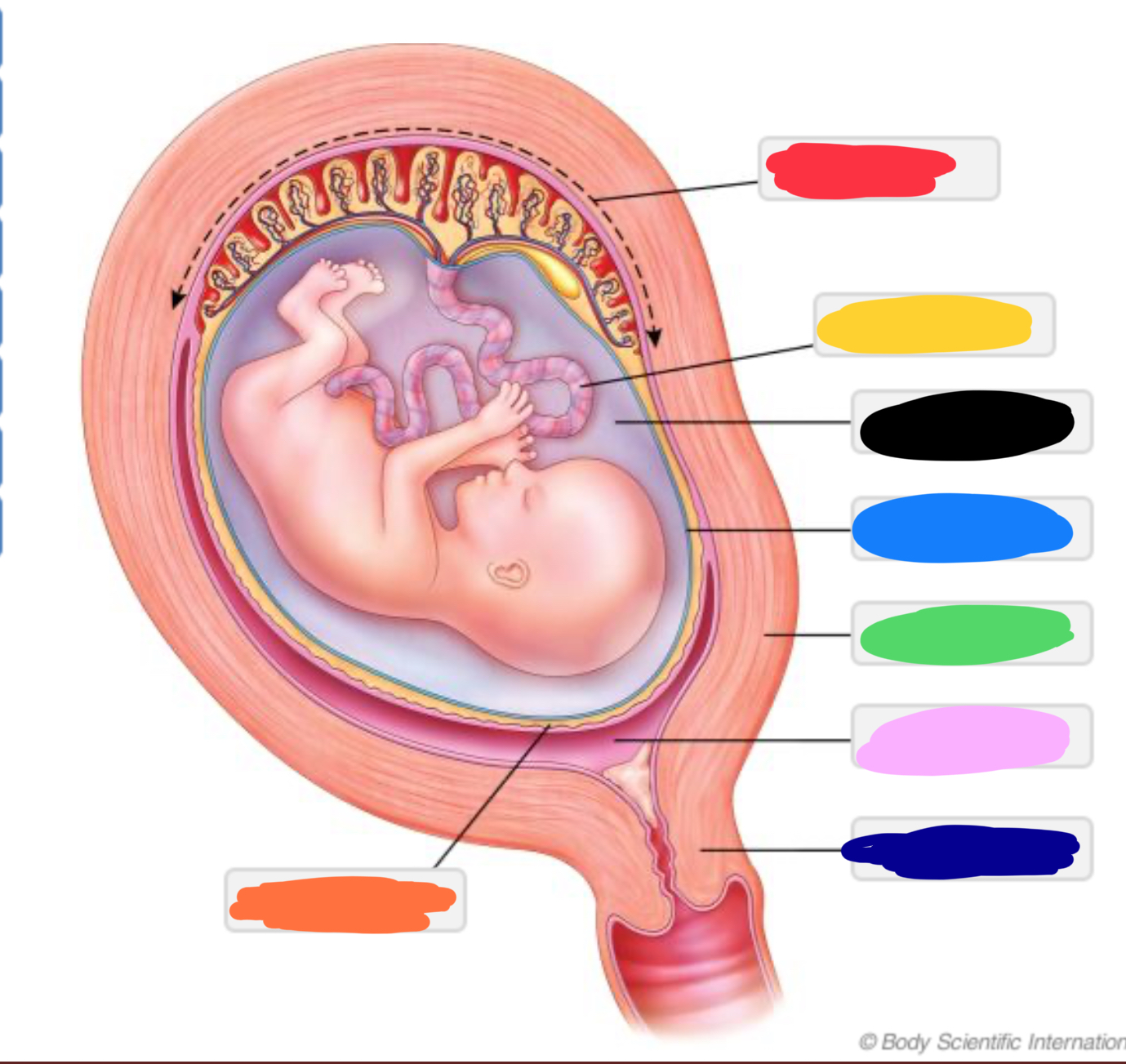 <p>what is the purple section?</p>