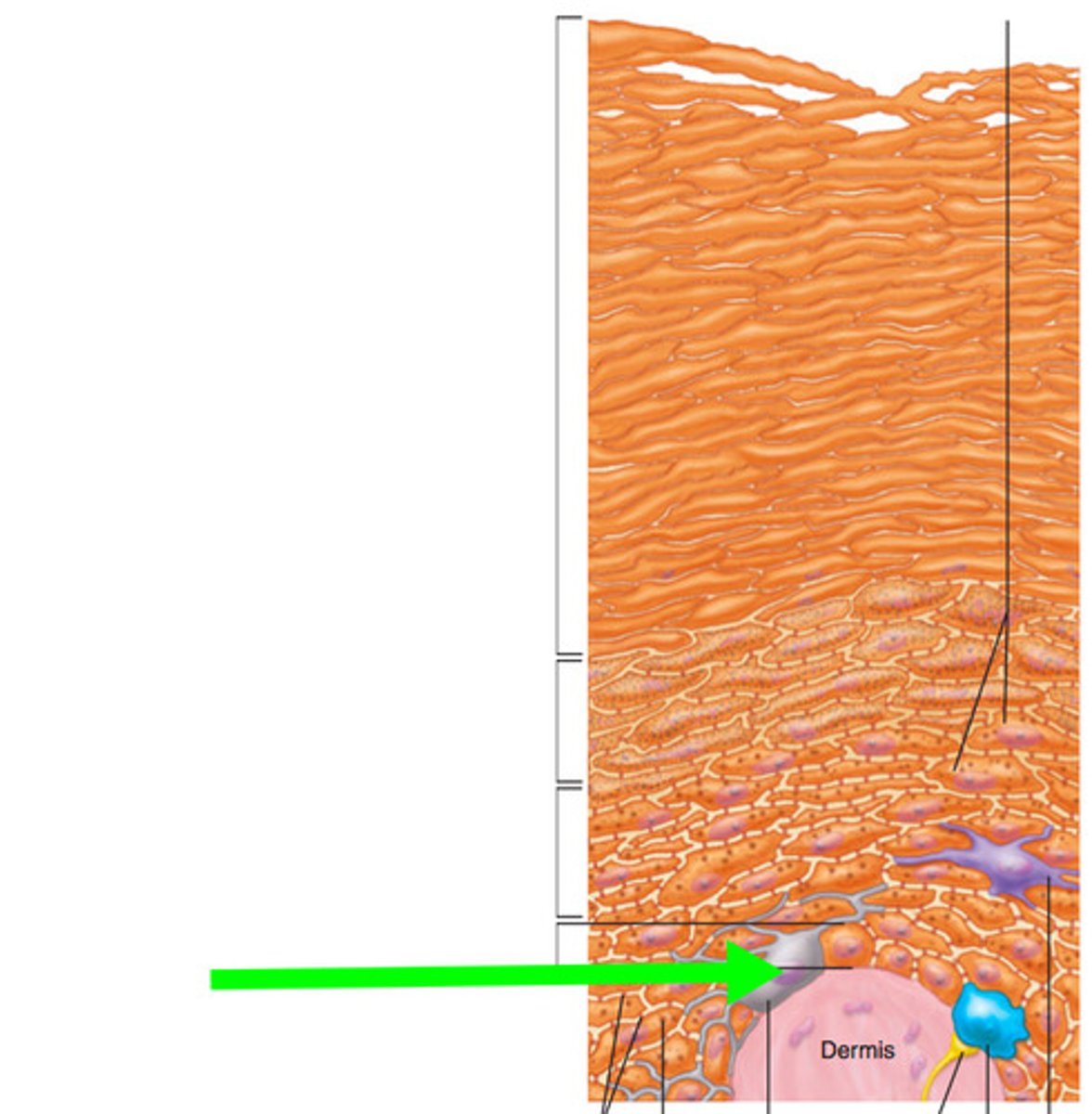 <p>Identify cell</p>