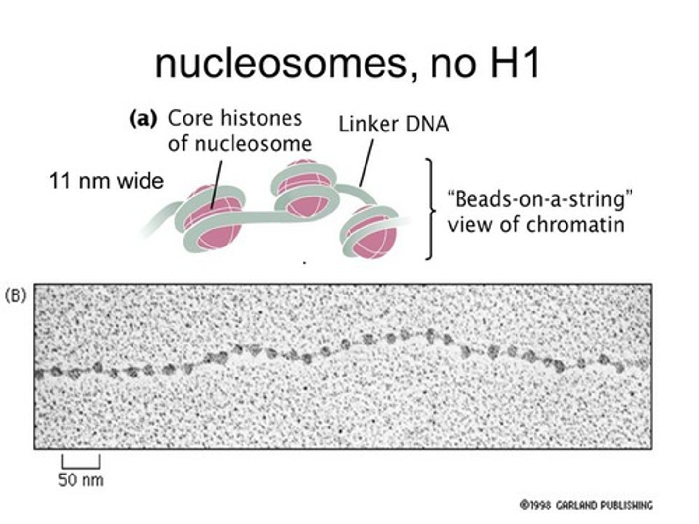 <p>nucleosome</p>
