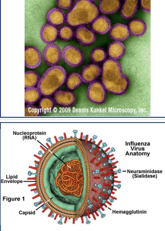 <p>Genus: Alphainfluenzavirus</p>
