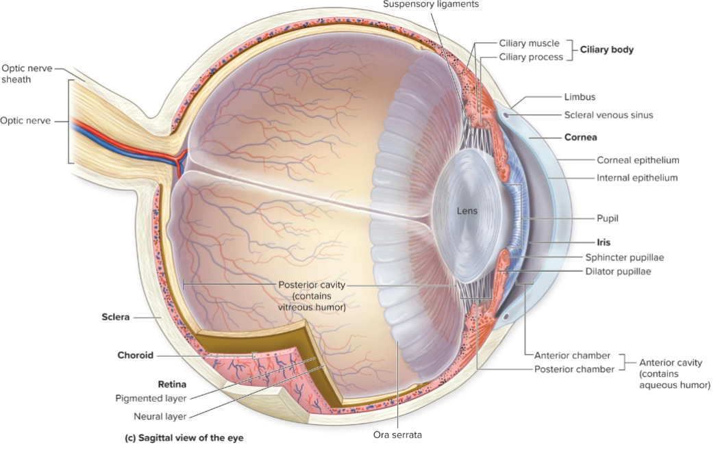 <p>What is the posterior cavity of the eye filled with?</p>