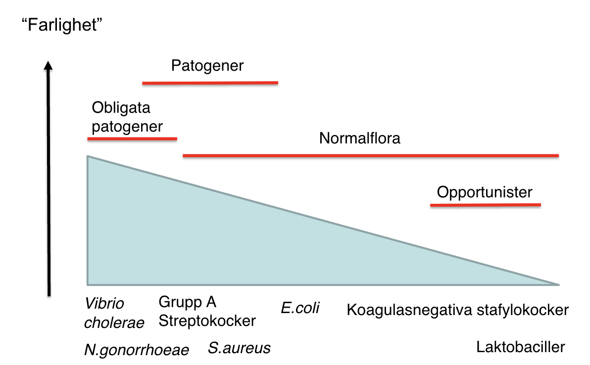 <ul><li><p><strong>Normalflora</strong>: Finns alltid i kroppen, tex E.coli och S. aureus. </p></li><li><p><strong>Patogener</strong>: Orsakar oftast infektion i kroppen. Tex A-streptokocker. </p></li><li><p><strong>Obligata patogener</strong>: Orsakar alltid infektion. </p></li><li><p><strong>Opportunister</strong>: Finns i normalfloran och under vissa omständigheter orsaka infektion. </p></li></ul>