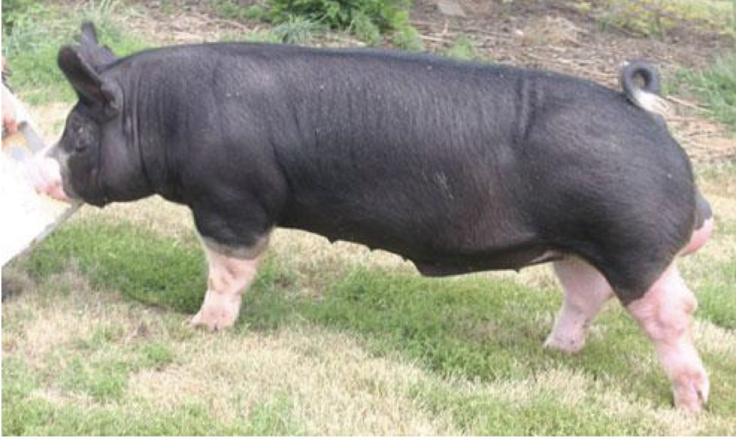 <p>Type and Breed </p>