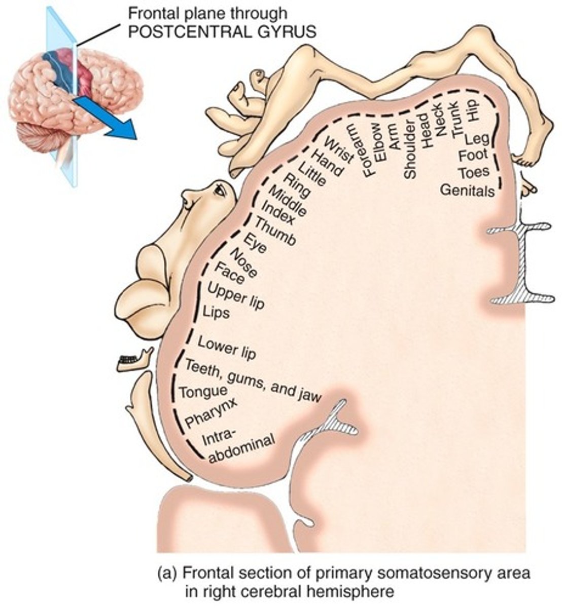 <p>•Receives tactile, proprioceptive, and pain/temperature</p>