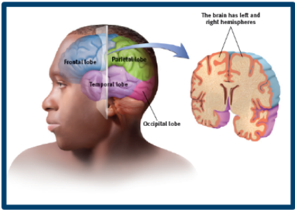 <ul><li><p>frontal lobe: </p></li><li><p>parietal lobe</p></li><li><p>temporal lobe:</p></li><li><p>occipital lobe:</p></li></ul>
