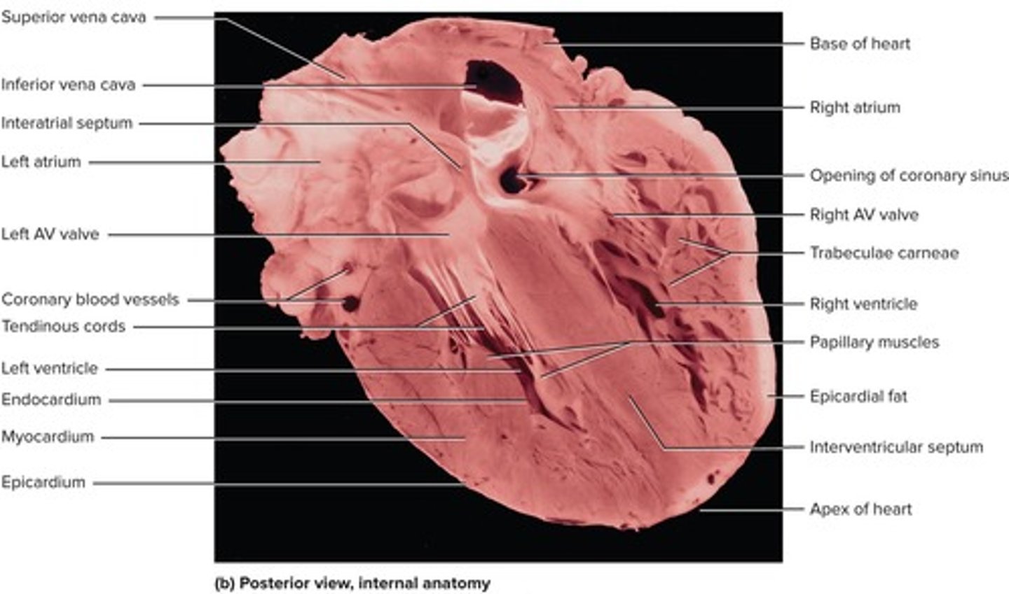 <p>Right atrium, left atrium, right ventricle, and left ventricle.</p>