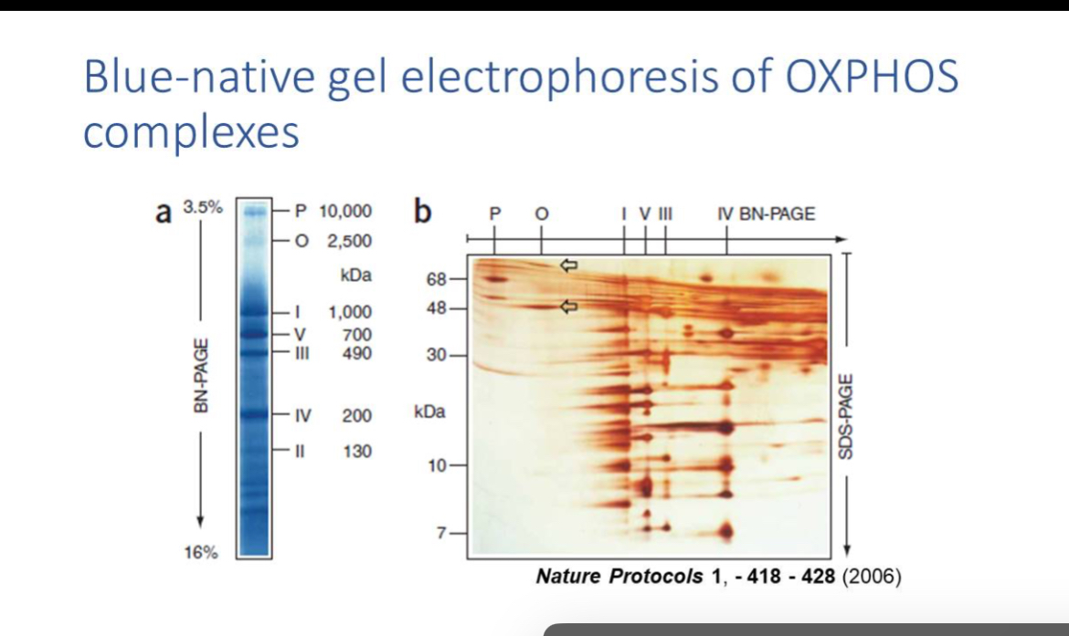 <p>When there are defects in OXPHOS this can also be assayed using Blue-native gel which resolves OXPHOS complexes; EM visualises structural abnormalities like paracrystalline inclusions.</p>