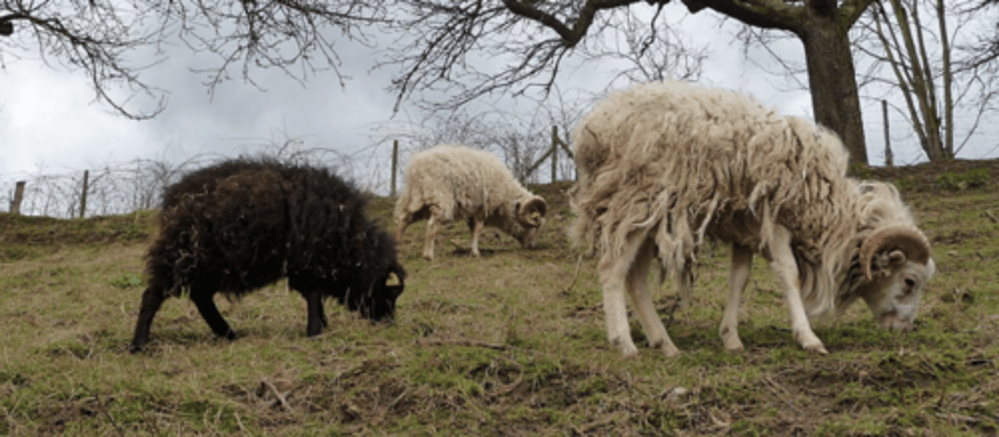 <p>geographical- they were isolated until they became a distinct breed</p>