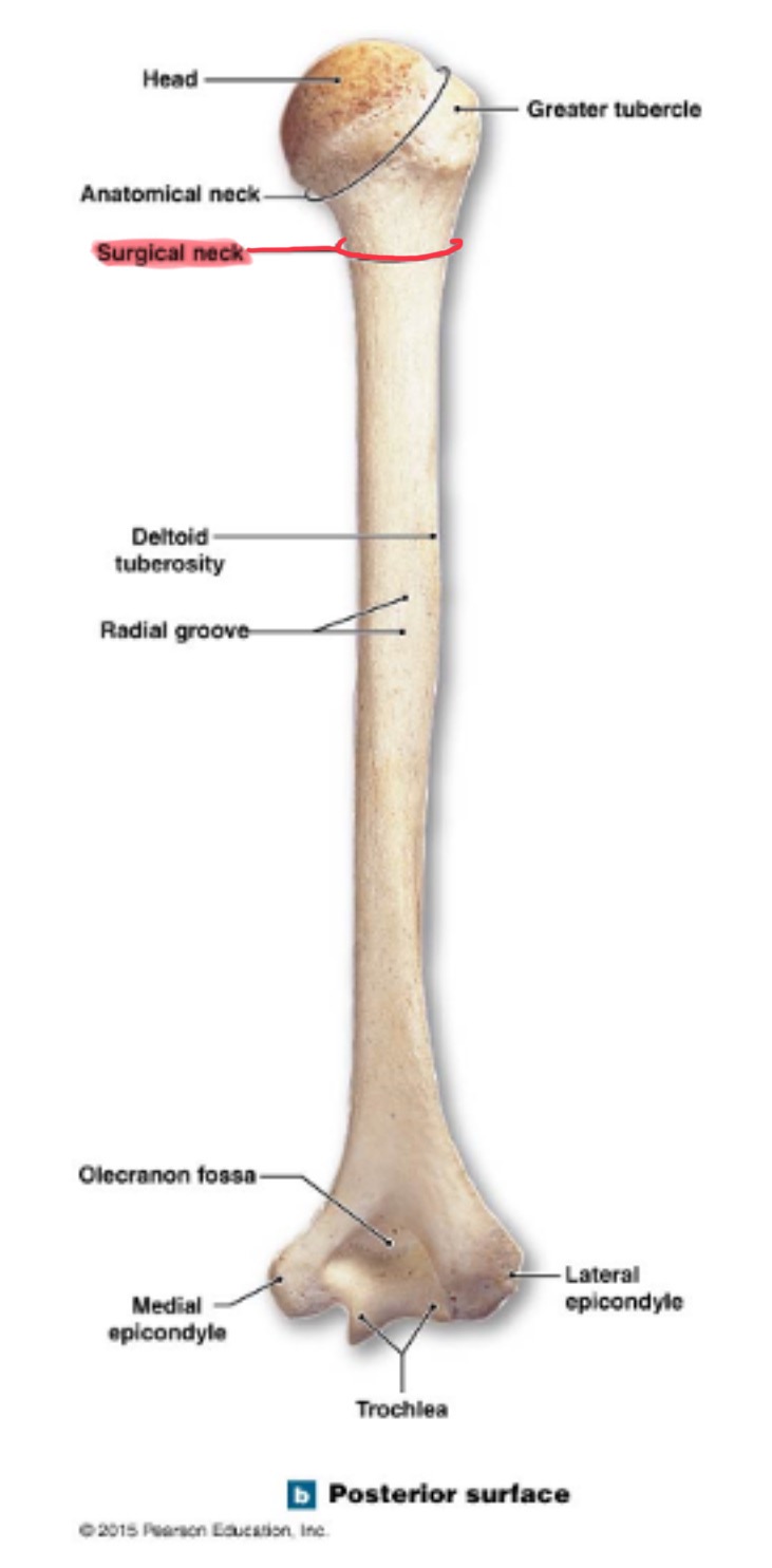 <p>narrow region below tubercles and head; a common fracture site</p>